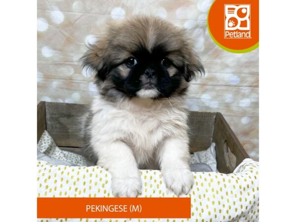 Pekingese – 18017