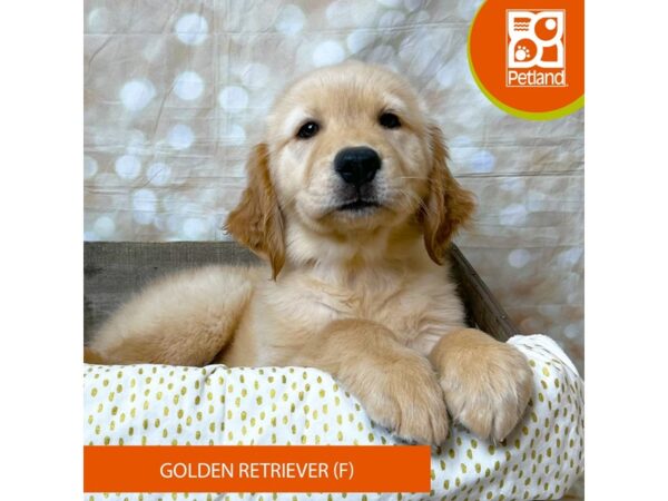 Golden Retriever – 18015
