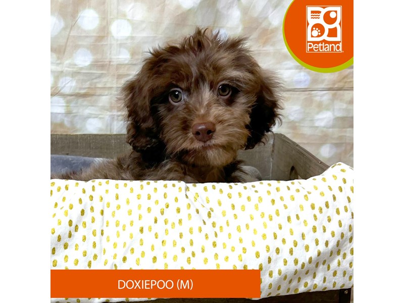 Doxiepoo - 18013 Image #1