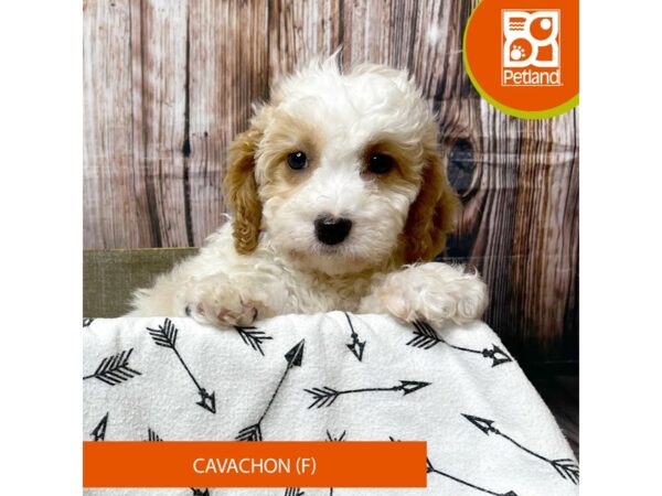 Cavachon – 18031