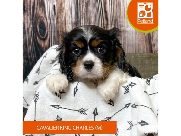 Cavalier King Charles Spaniel – 18030