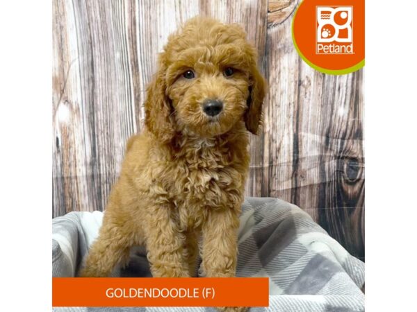 Goldendoodle – 18028