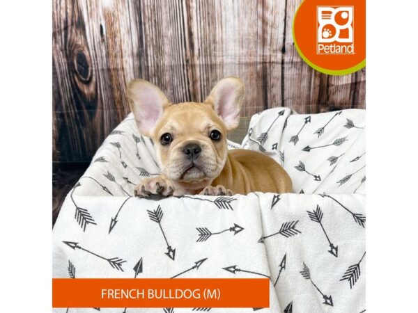 French Bulldog – 18027