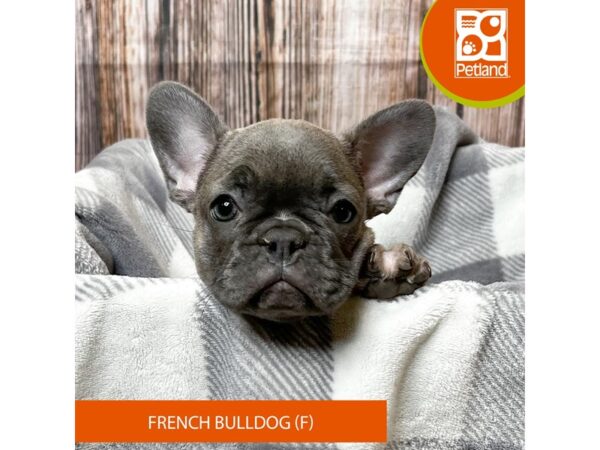 French Bulldog – 18025