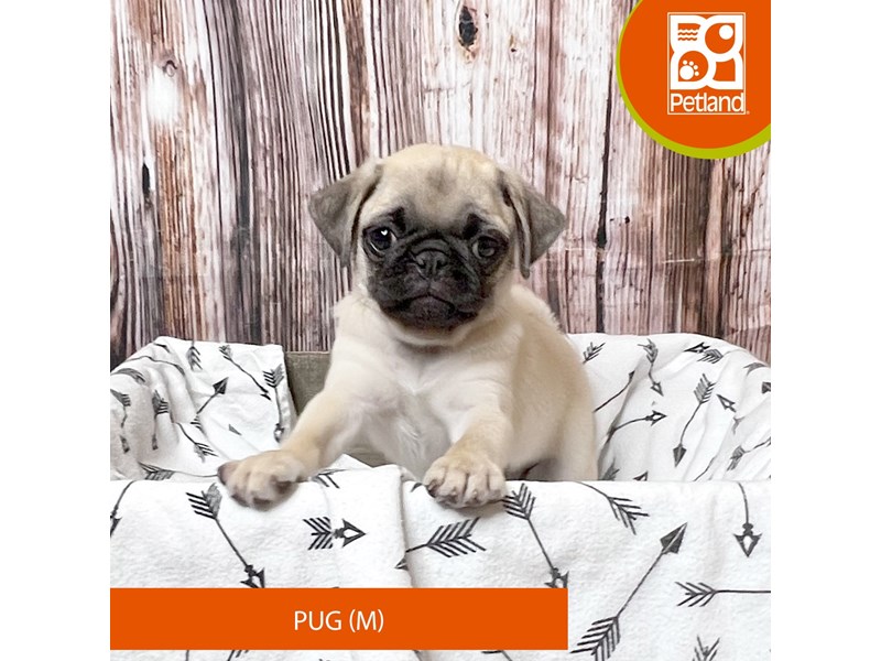 Pug - 18023 Image #1