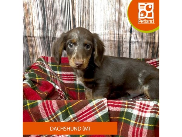 Dachshund – 18039