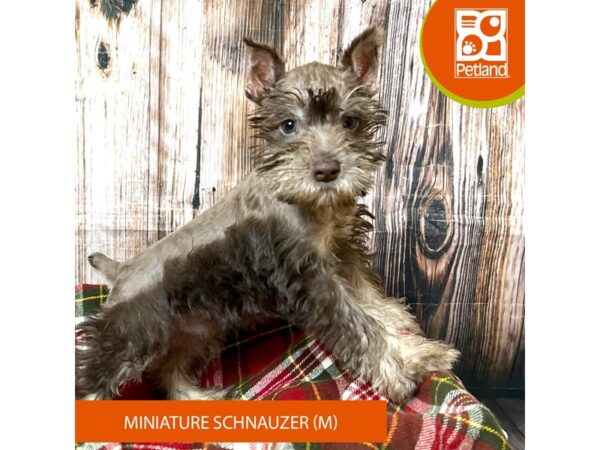 Miniature Schnauzer – 18036