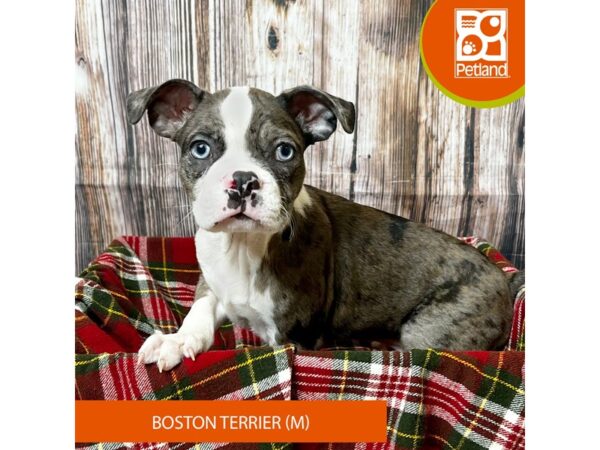 Boston Terrier – 18034