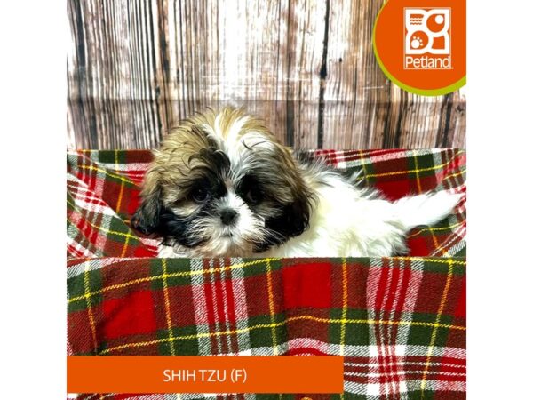 Shih Tzu – 18037