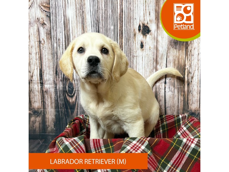 Labrador Retriever - 18055 Image #1