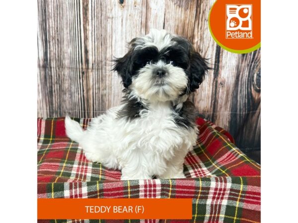 Teddy Bear – 18054
