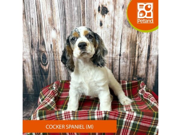 Cocker Spaniel – 18053