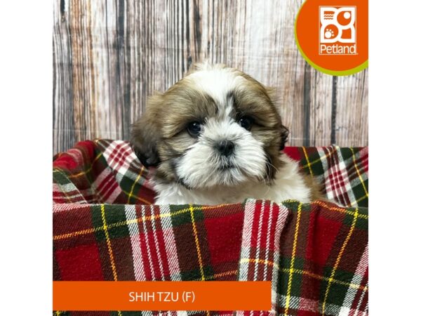 Shih Tzu – 18052