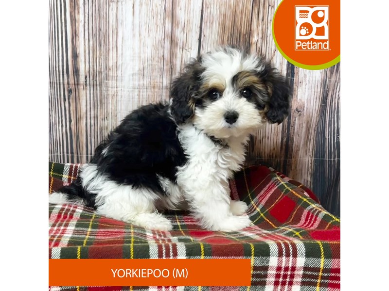 Yorkiepoo - 18048 Image #1