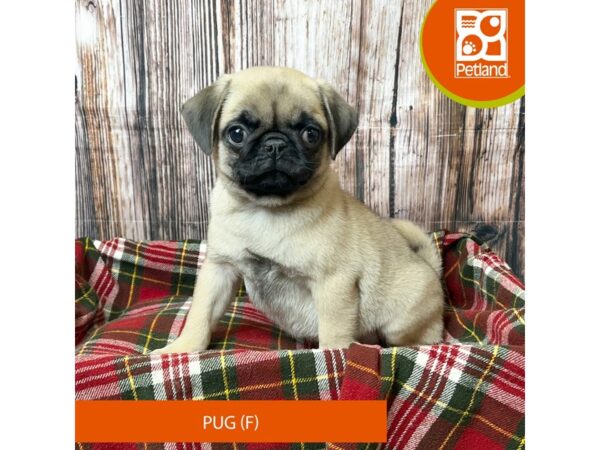 Pug – 18047