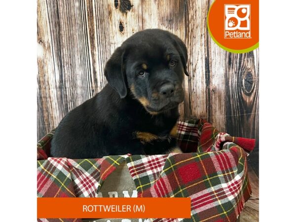 Rottweiler – 18046