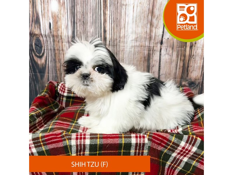 Shih Tzu - 18045 Image #1