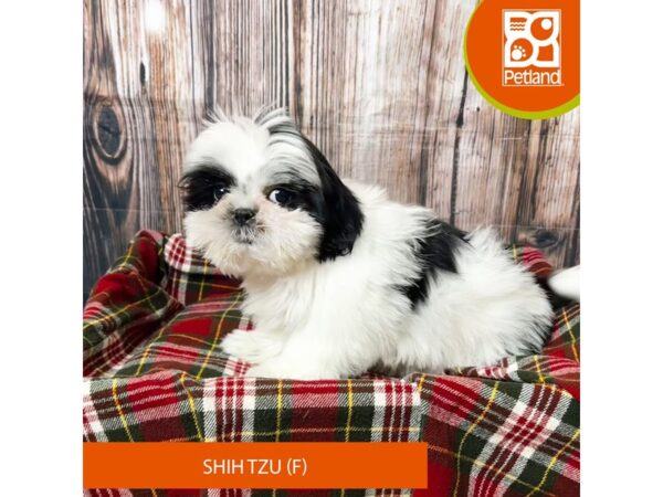 Shih Tzu – 18045