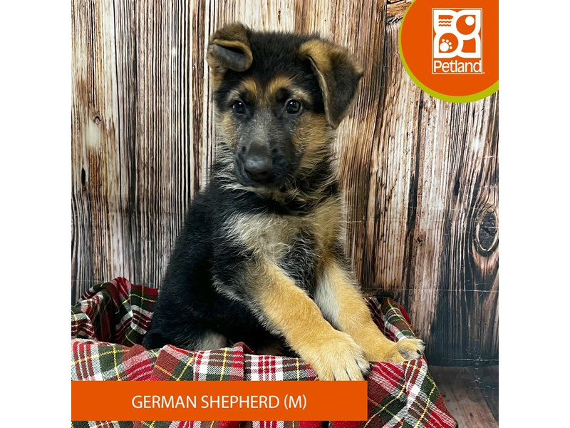 German Shepherd Dog - 18044 Image #1