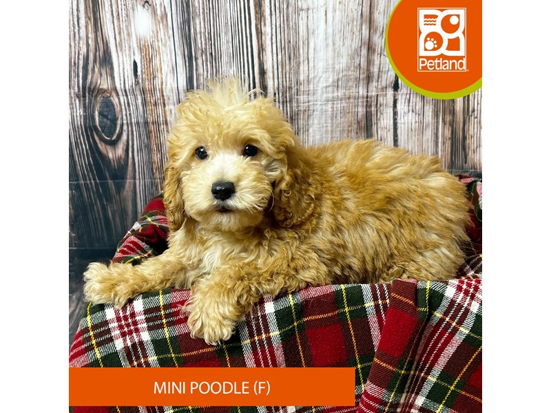Poodle Mini - 18043 Image #1