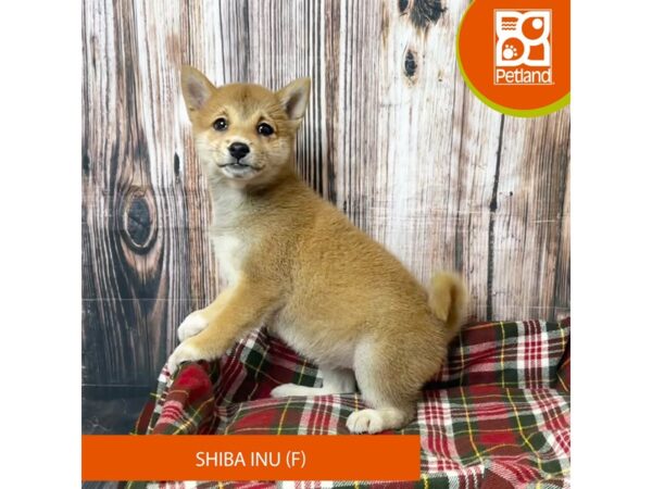 Shiba Inu – 18042