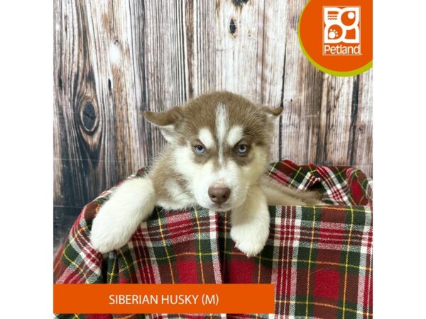 Siberian Husky – 18065