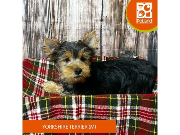 Yorkshire Terrier – 18064