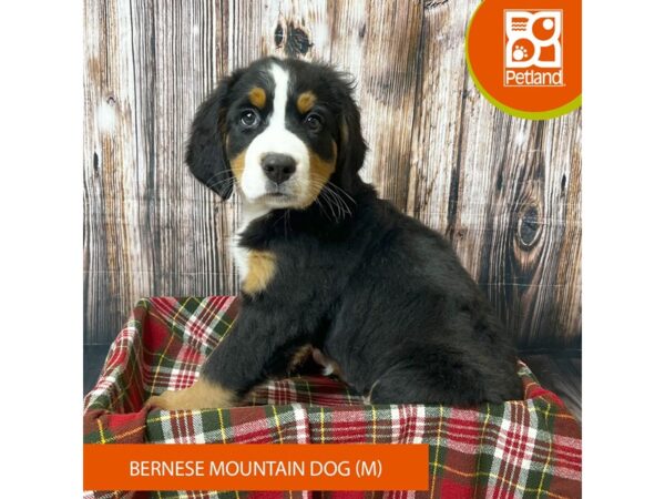 Bernese Mountain Dog – 18062