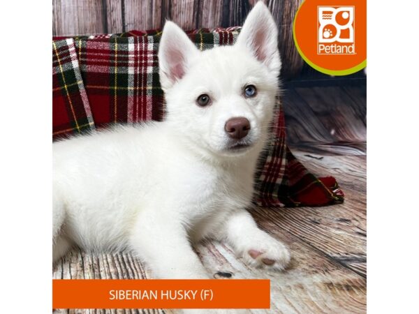 Siberian Husky – 18058