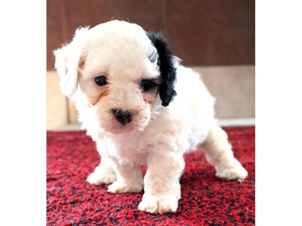 Bernedoodle – 18057