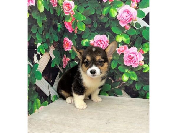 Pembroke Welsh Corgi – 77785