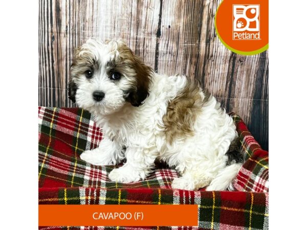 Cavapoo – 18063