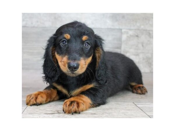 Dachshund – 77782