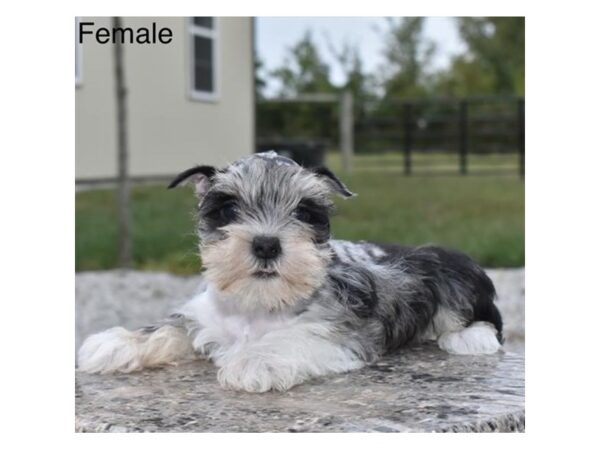 Miniature Schnauzer – 77792