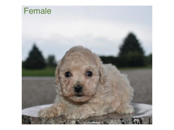 Bichapoo – 77793