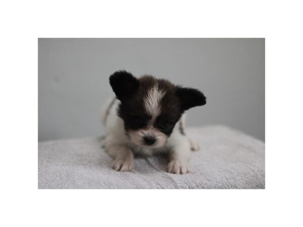 Papillon – 77791