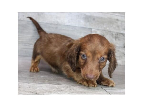 Dachshund – 77783