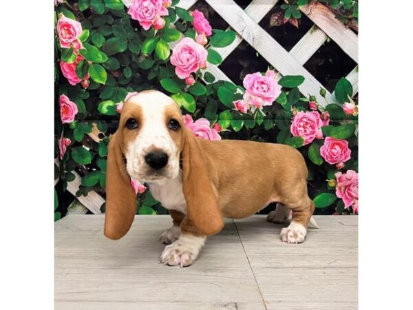 Basset Hound – 77786