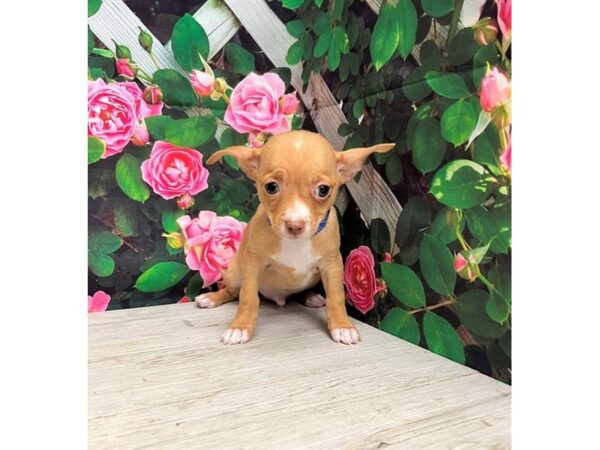 Chihuahua – 77787