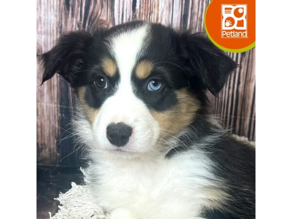 Miniature Australian Shepherd – 19001