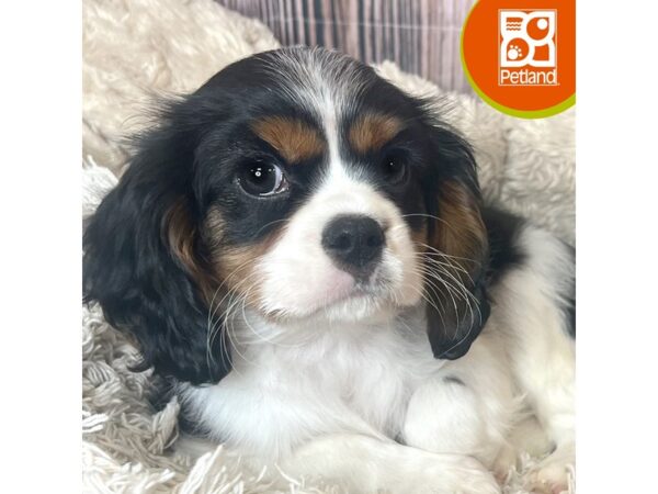 Cavalier King Charles Spaniel – 19005