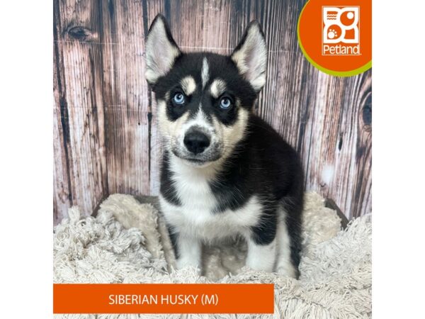 Siberian Husky – 19019