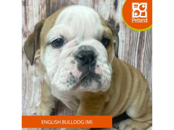 English Bulldog – 19029