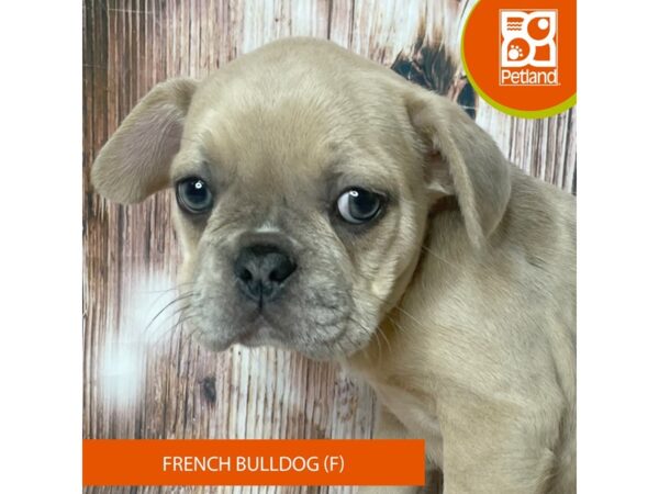 French Bulldog – 19022