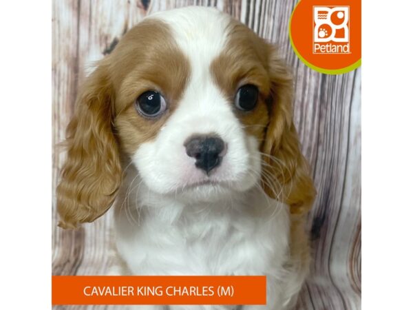 Cavalier King Charles Spaniel – 19026