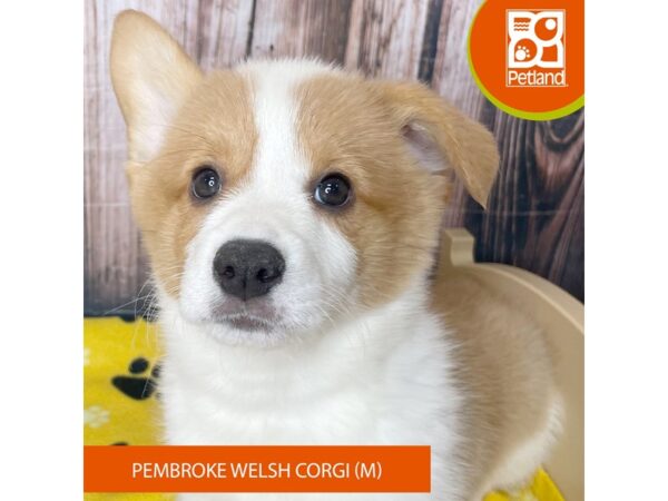 Pembroke Welsh Corgi – 19035