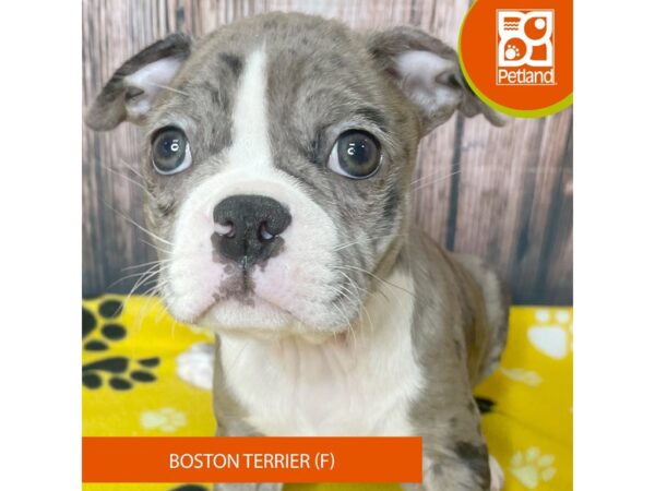 Boston Terrier – 19034