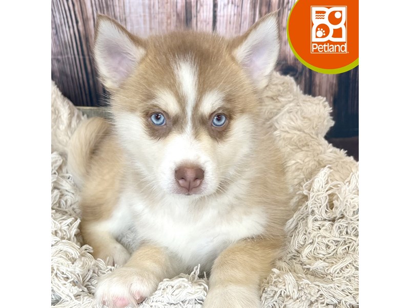 Pomsky - 19000 Image #1