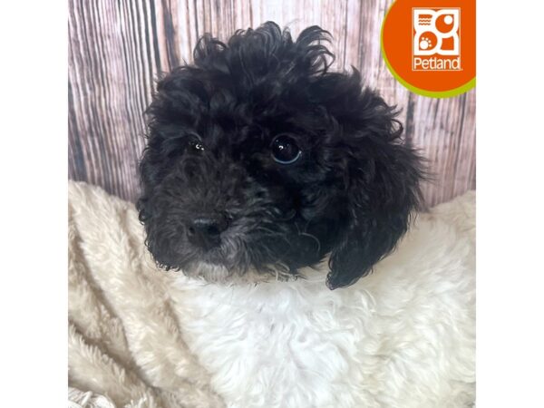 Goldendoodle Mini – 19007