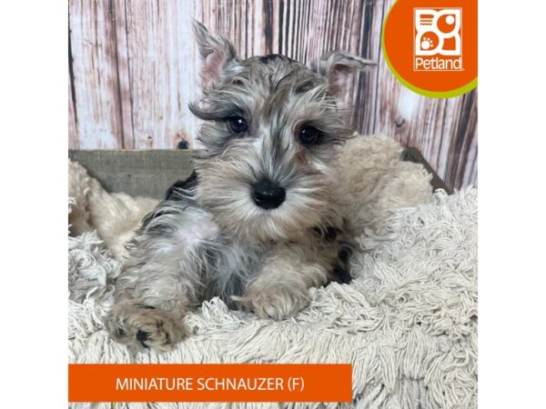 Miniature Schnauzer – 19017